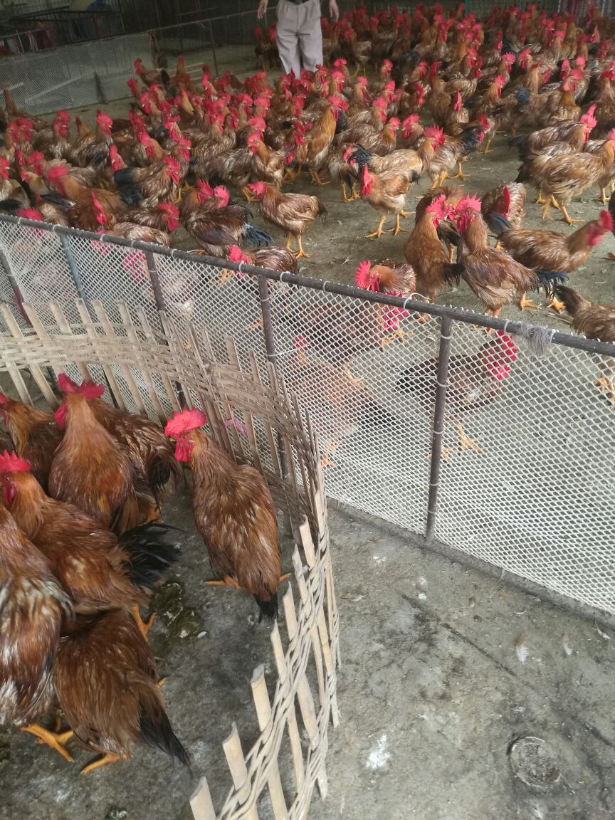 人大执法检查组公布《可再生能源法》实施情况报告【BJL平台官网】(图1) BJL平台官网