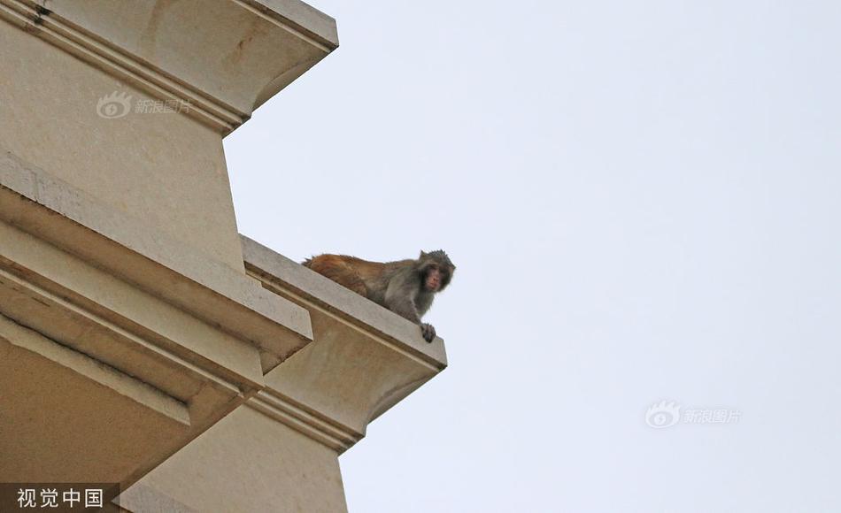 密织雪亮工程监控网综治平台守望安全|BJL平台(图2) BJL平台