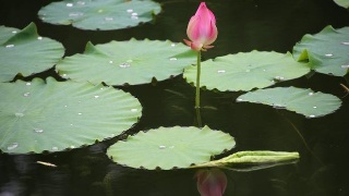 BJL平台_《如懿传》又推迟?播出时间遥遥无期,难道是为了避风头?(图3) BJL平台