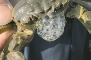 阿里首次公开量子通信技术:应用于云计算服务【BJL平台】(图3) BJL平台官网