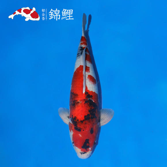 BJL平台官网